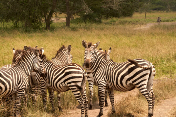 Botswana National Parks